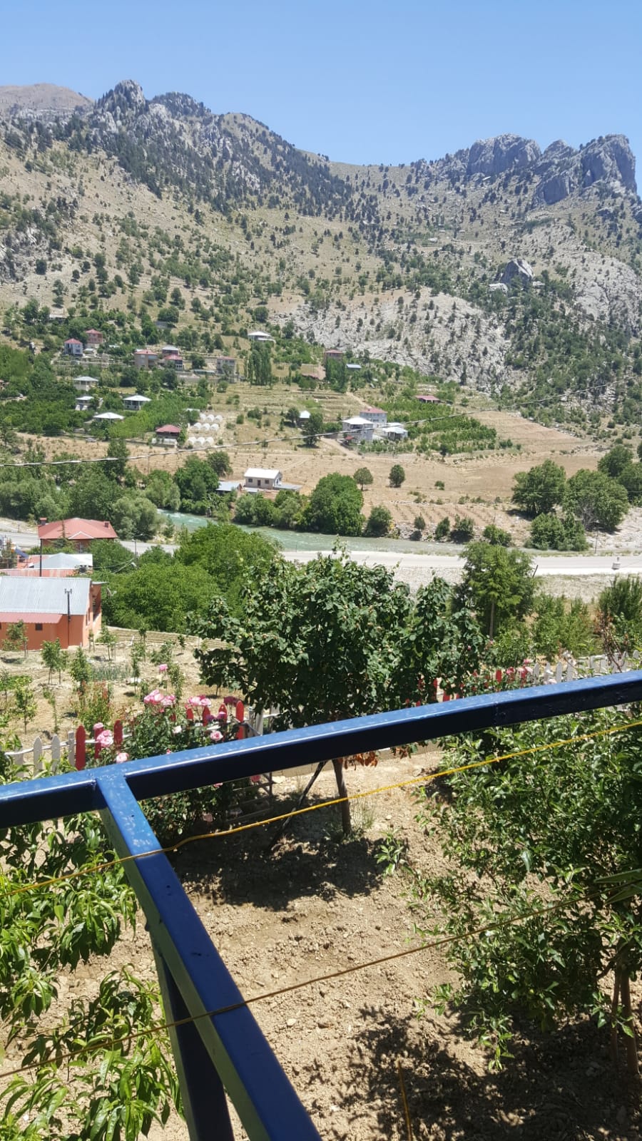 peynir